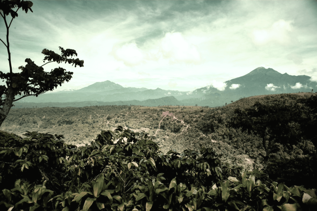 История появления Копи Лювак