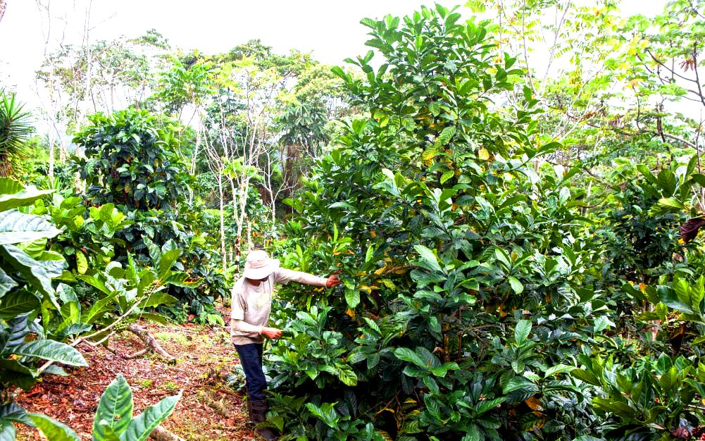 Дерево Либерика