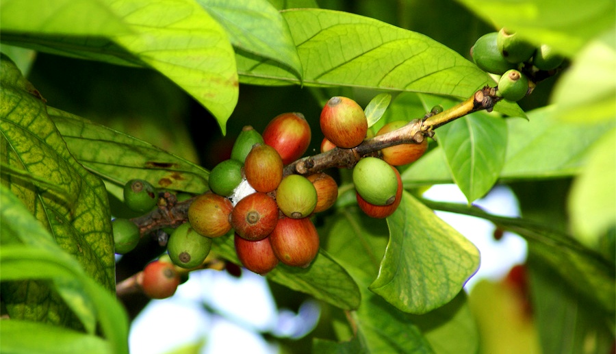 Ягоды Либерика