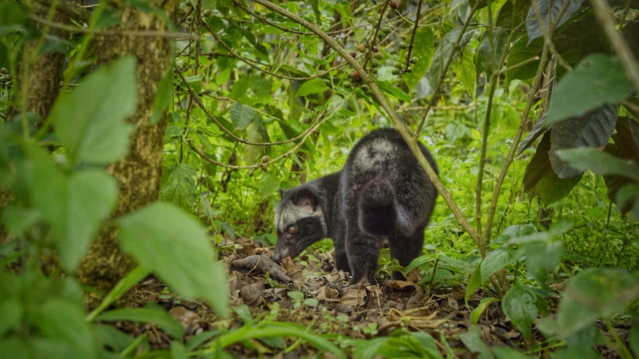 Дикий кофе лювак от циветы